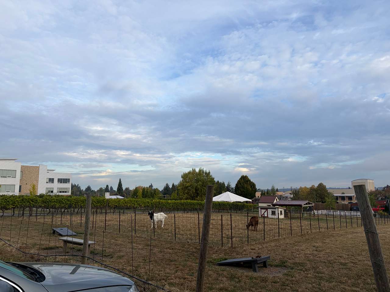 View of the goats from our campsite in the morning!