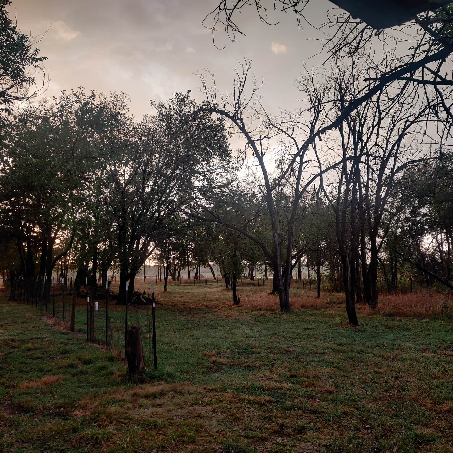 Our Little Grove