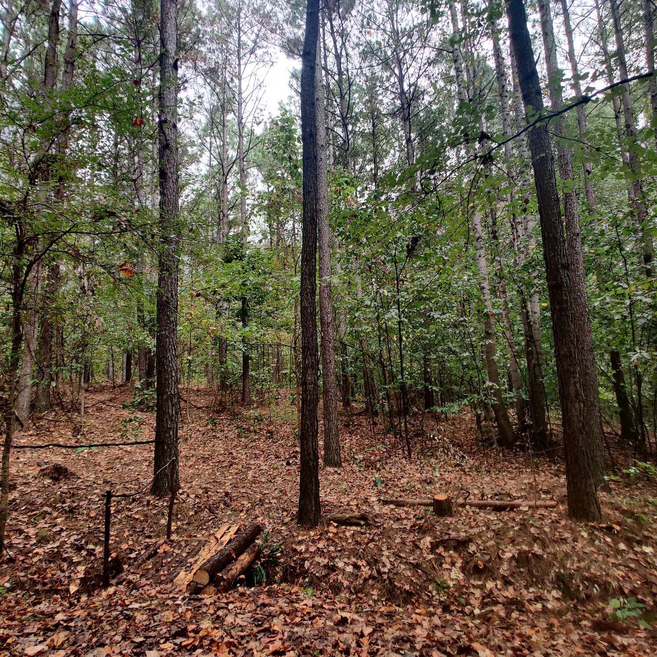 Dancing pines