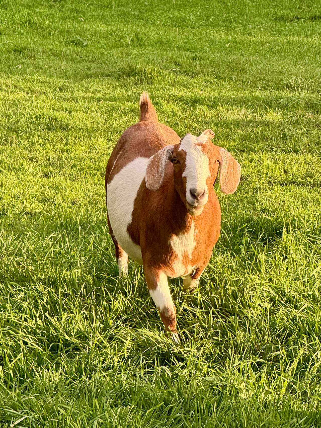Delta Hobby Farm