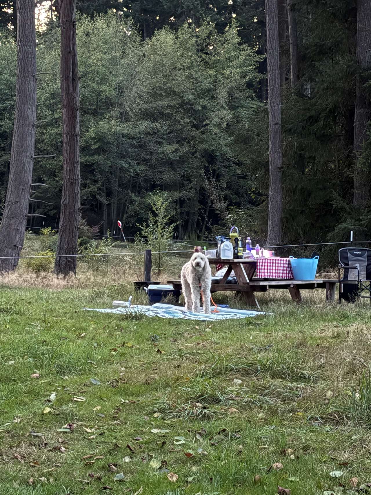 Happy dog at picnic table