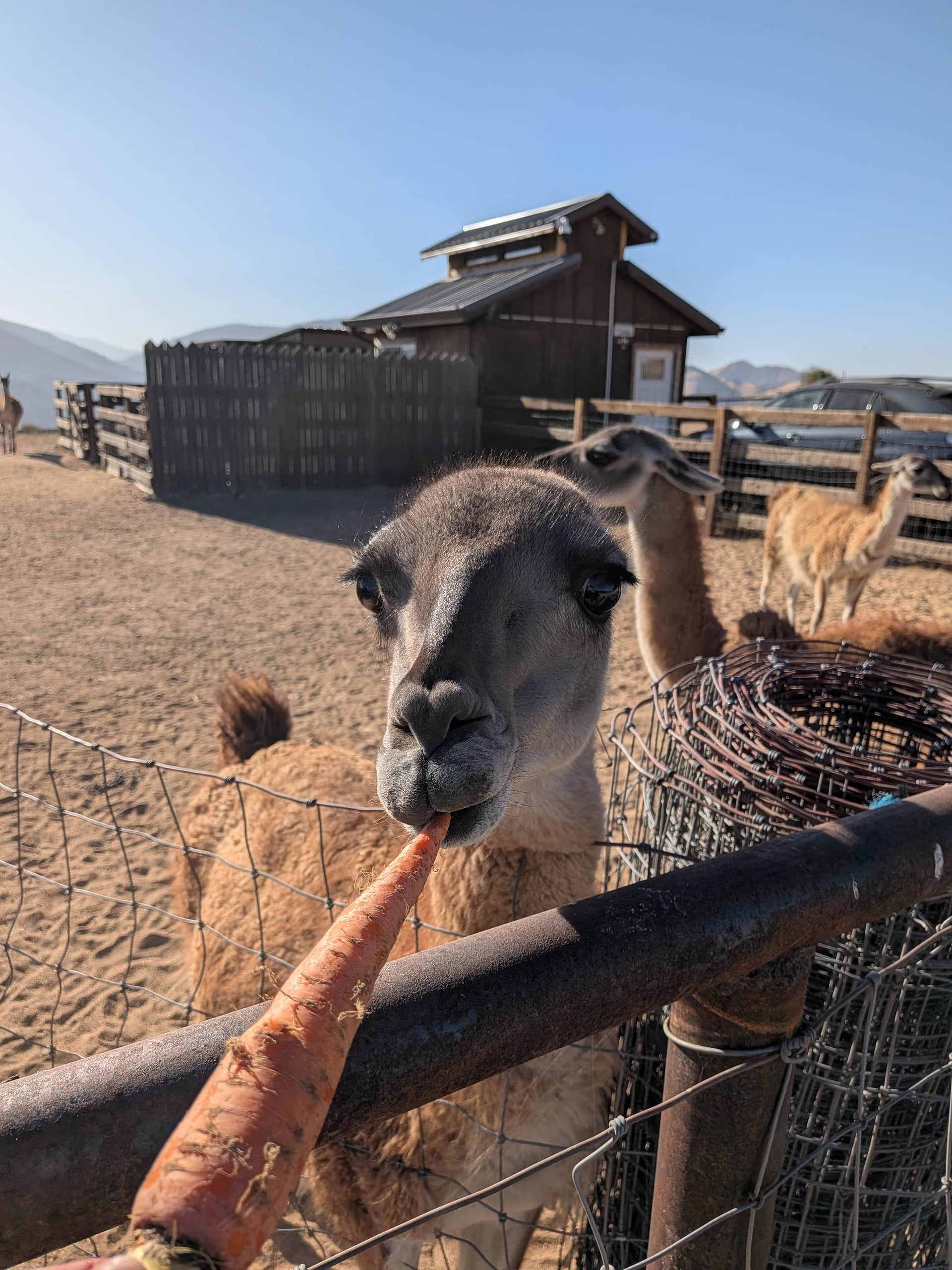Alpaca 