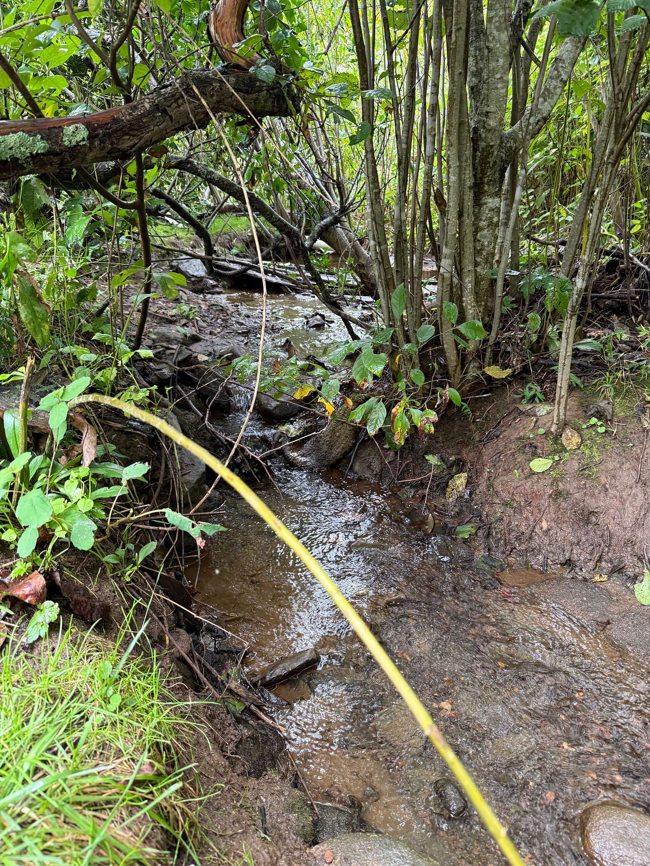 Celo Knob / Browns Creek glamp