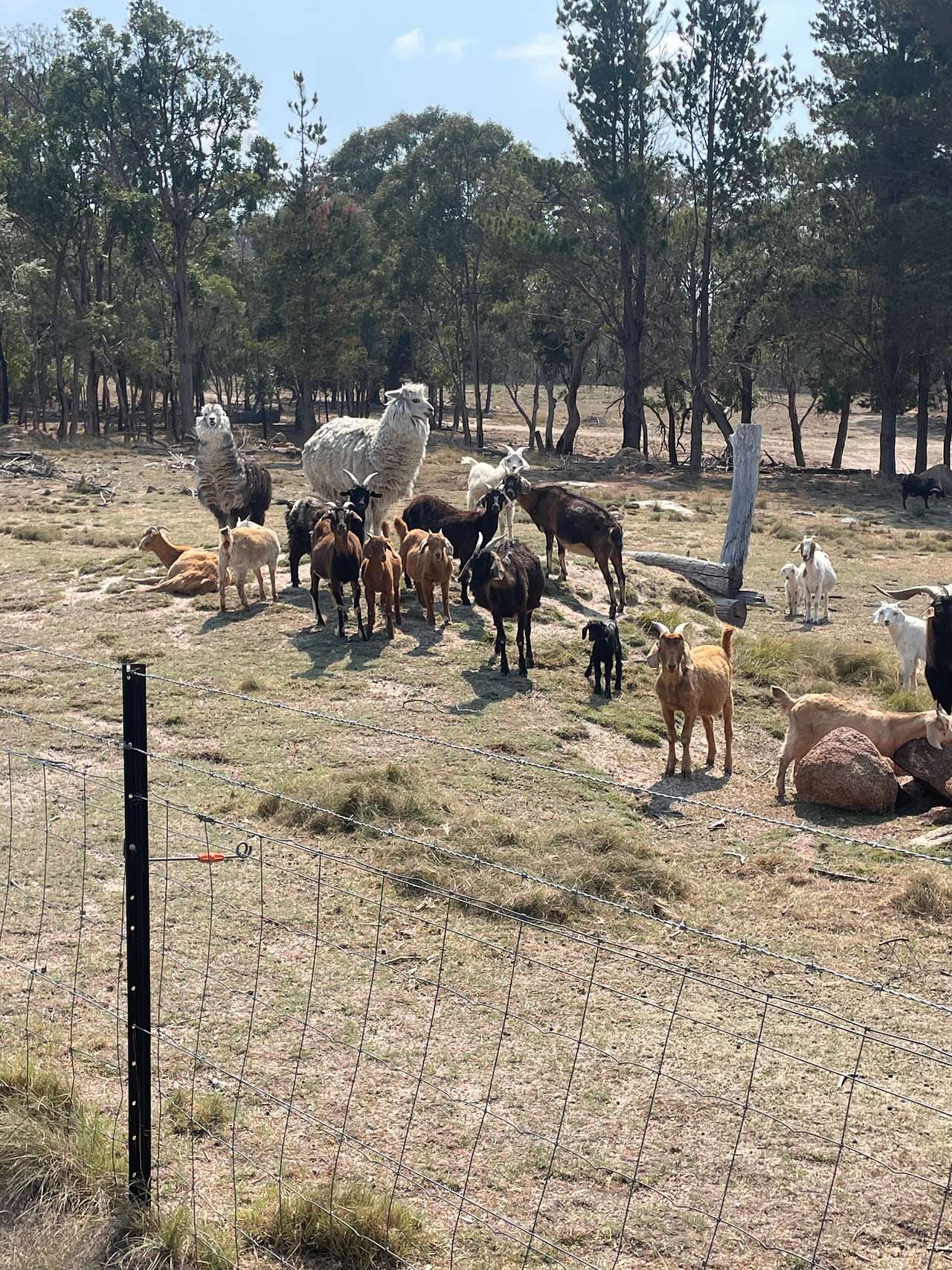 Goats and alpacas 