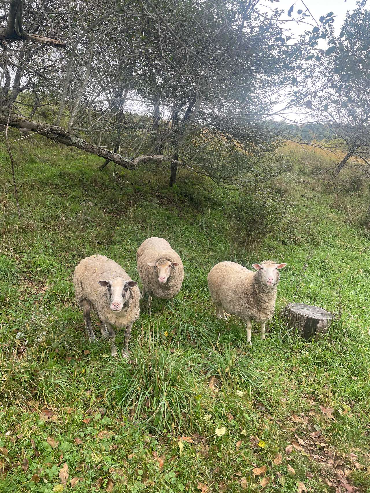 Echo Valley Farm