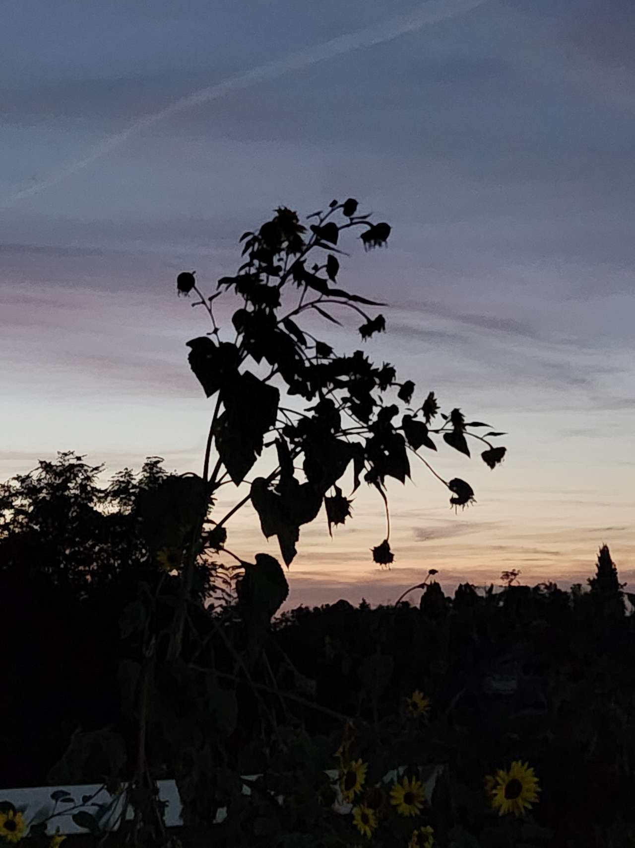 Beatiful night sky