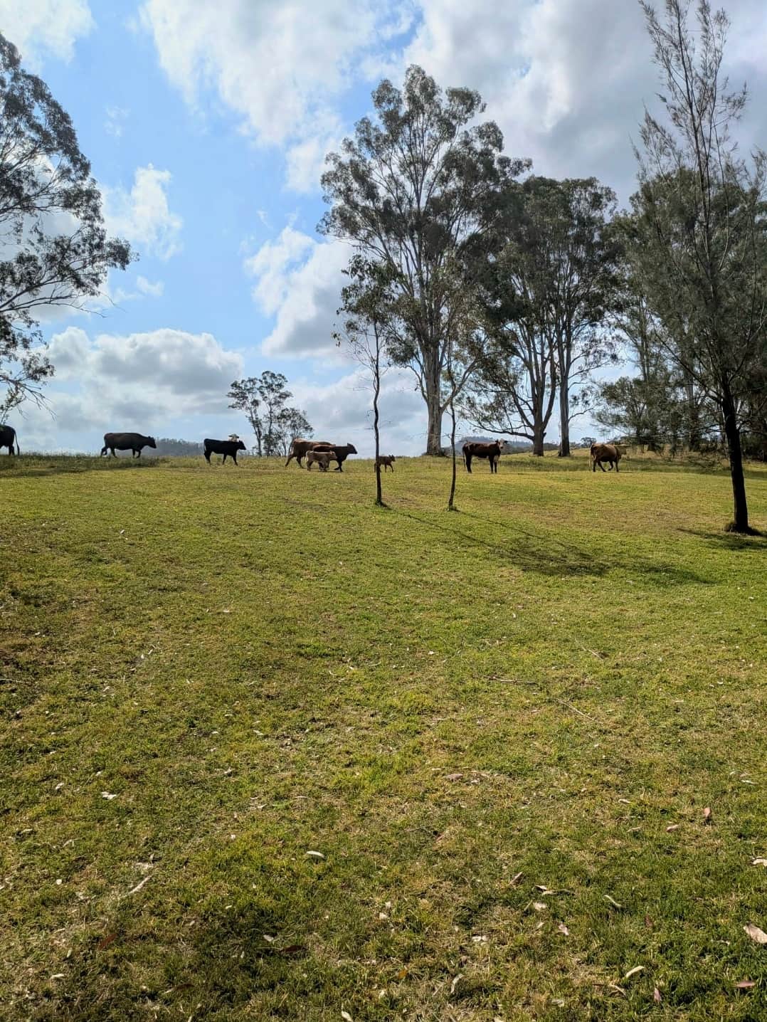Bowrunga