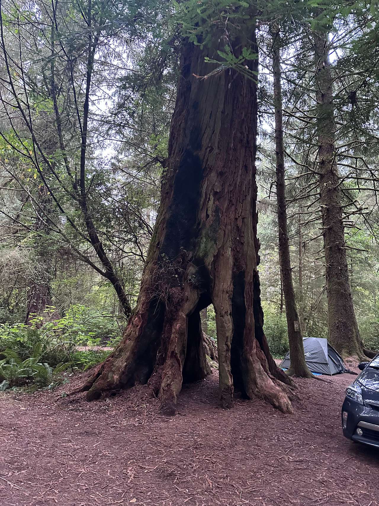 Mystic Forest Campground