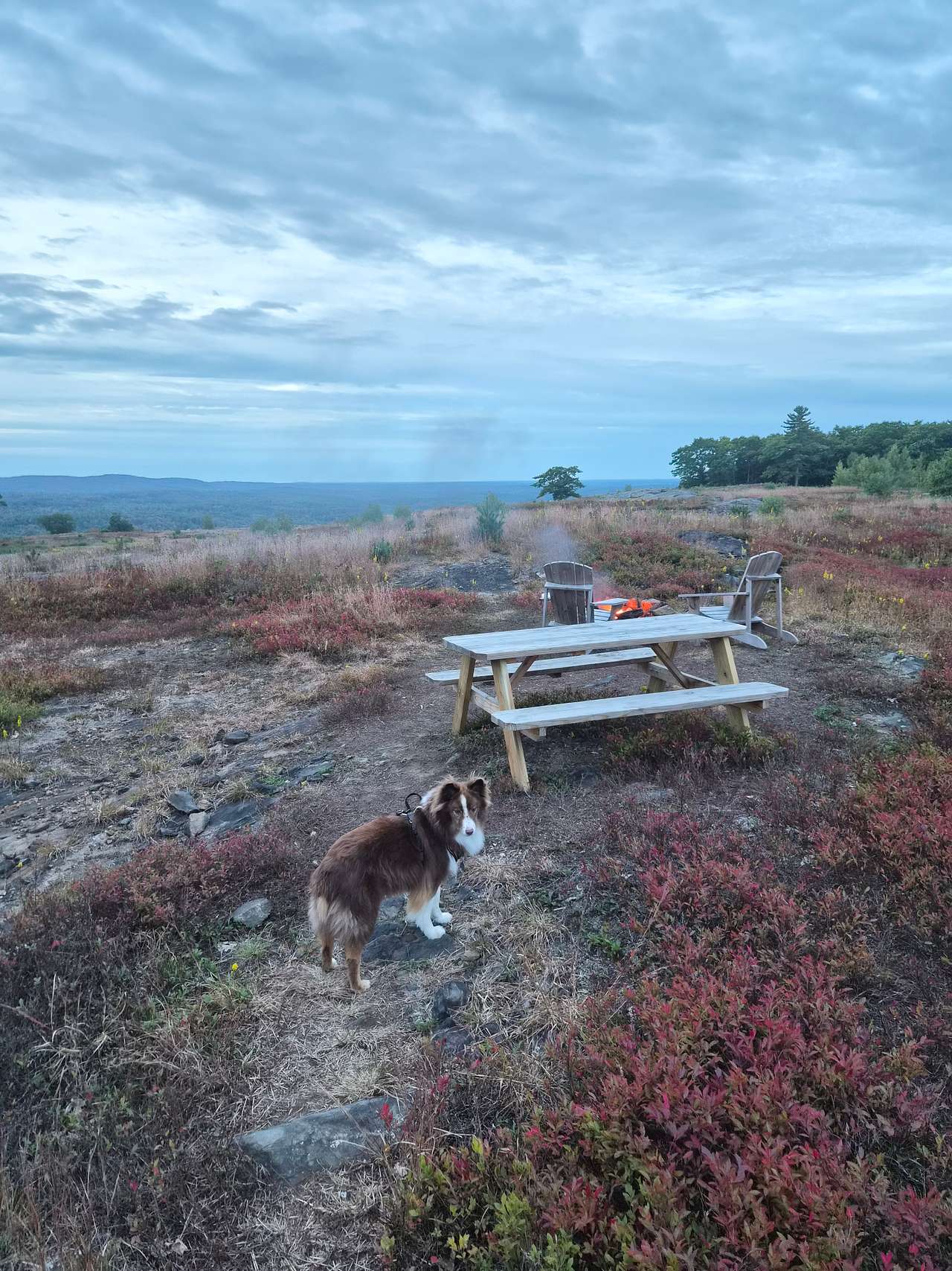 Magnificent View Blueberry Hilltop