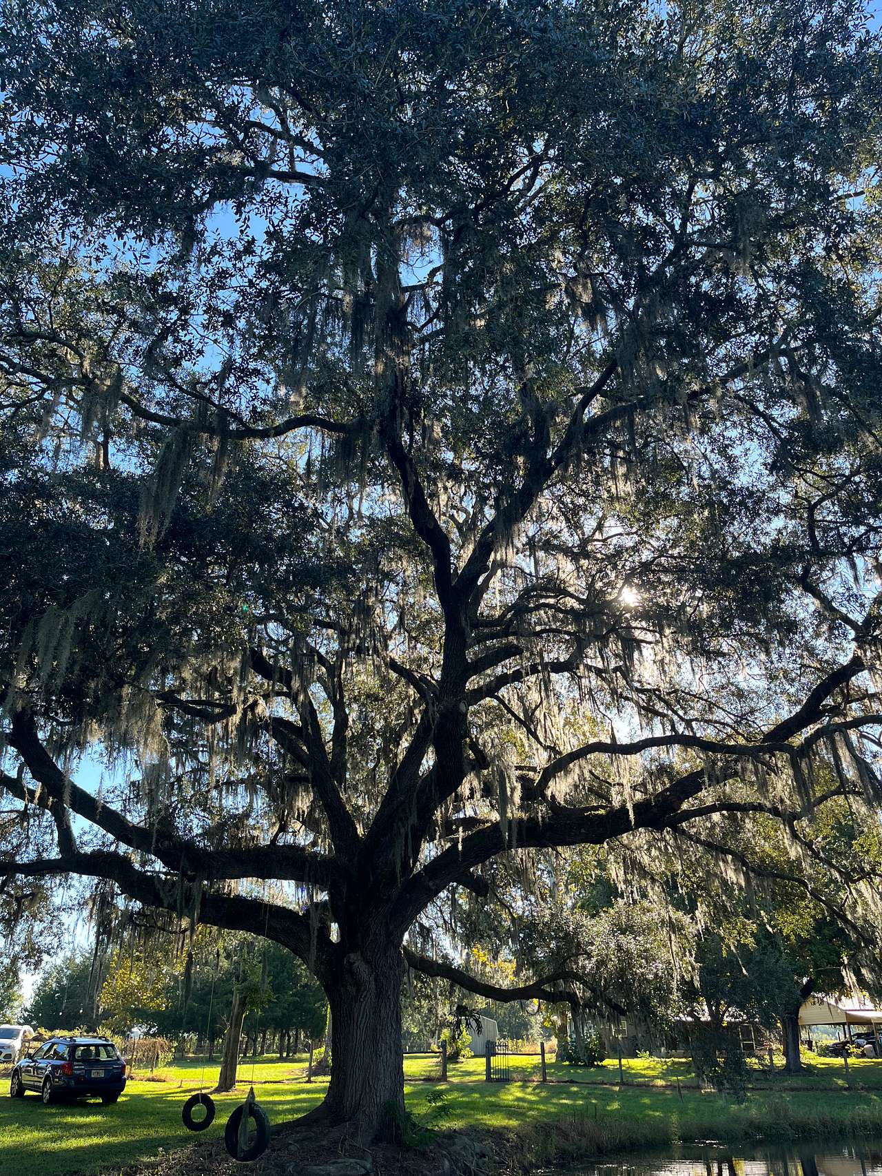 Sunshine peeking through the live oak. An incredible view!