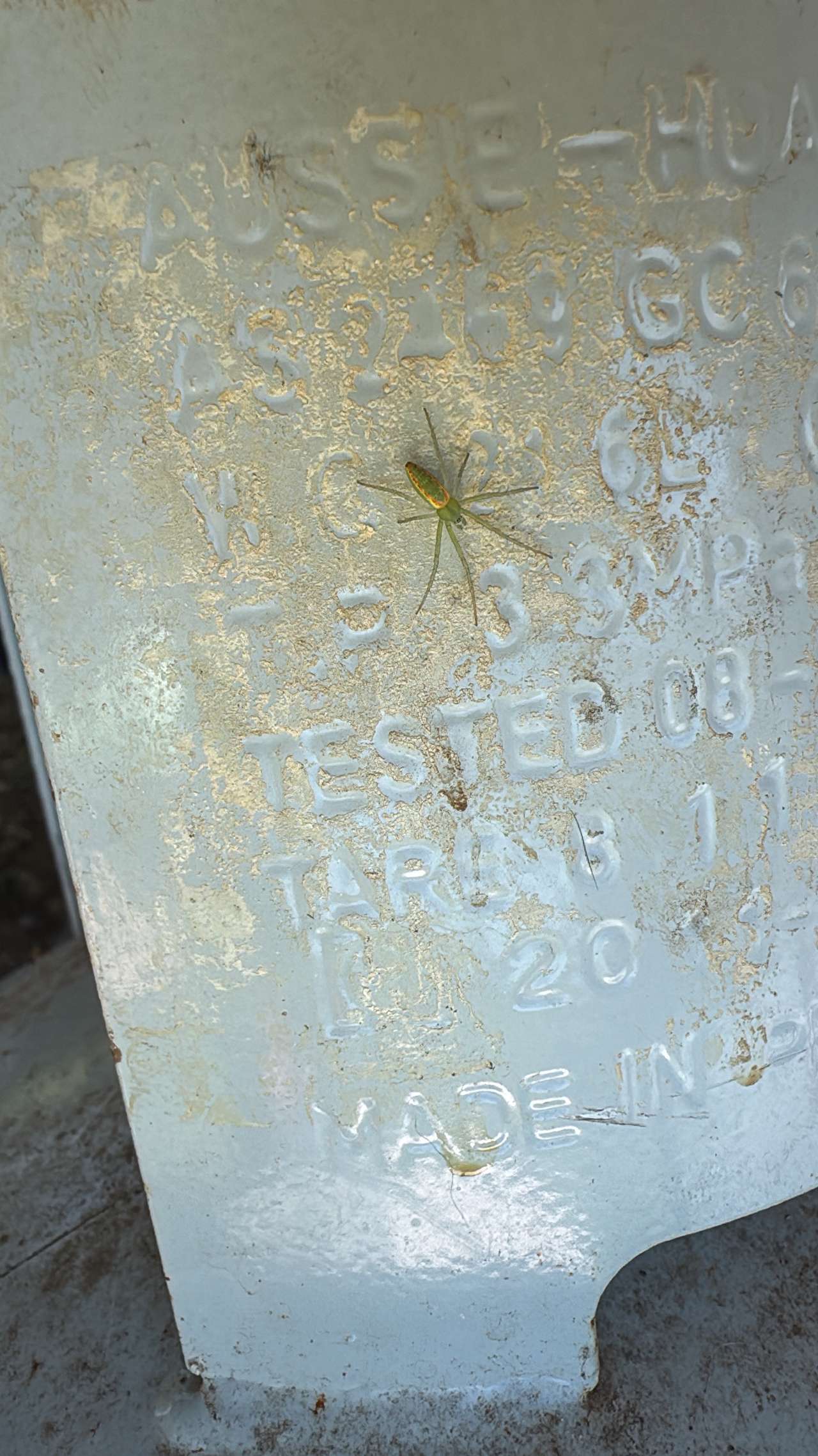 Slender Green orbweaver