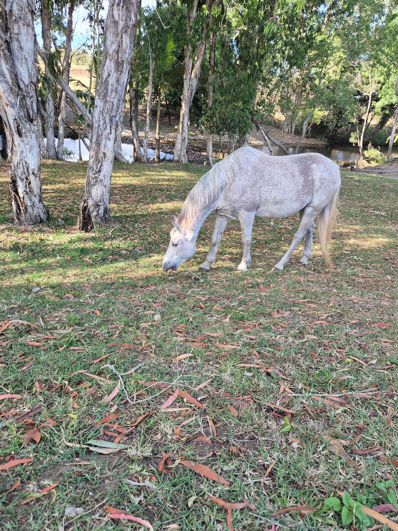Ilbilbie Station Farm Stay
