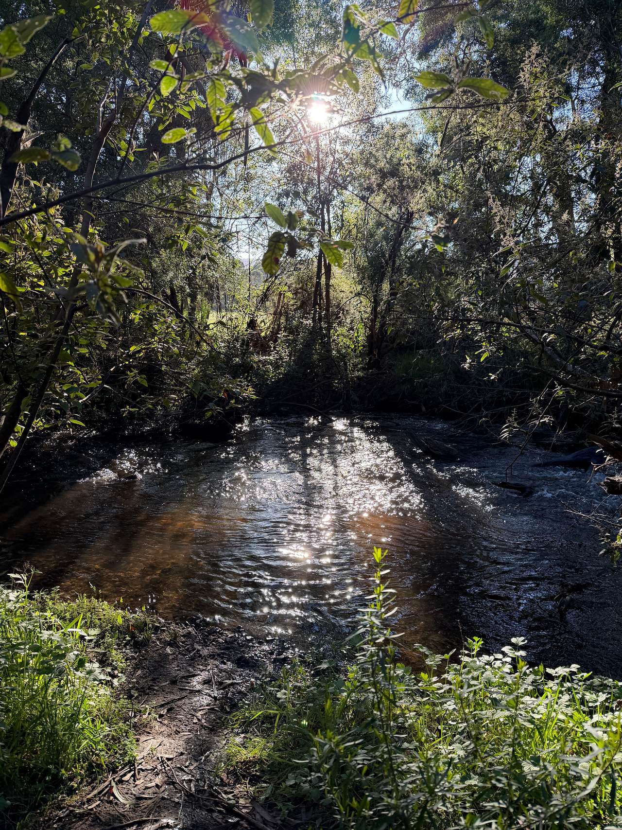 The Fern Glade