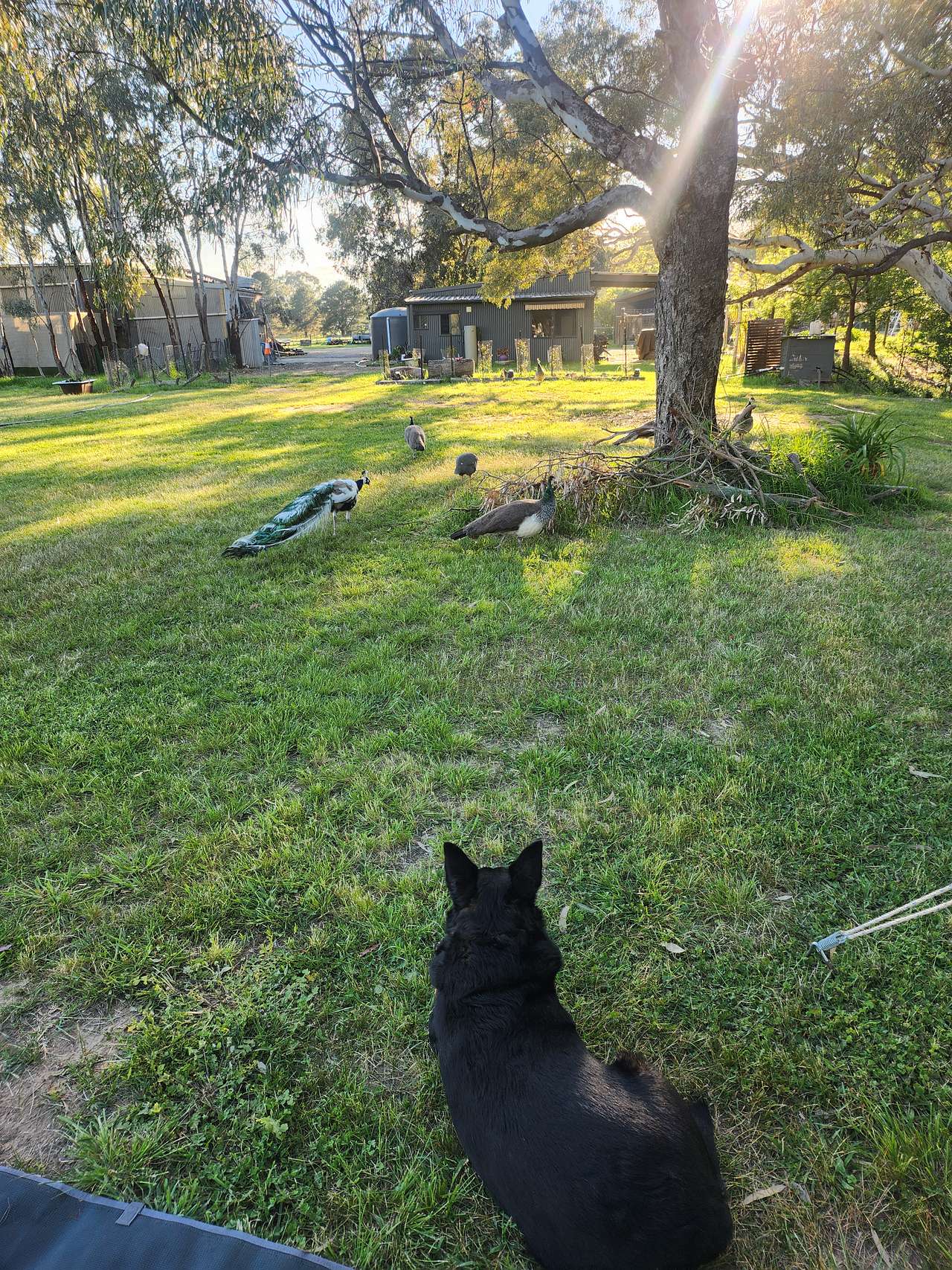 Peacocks need herding too.