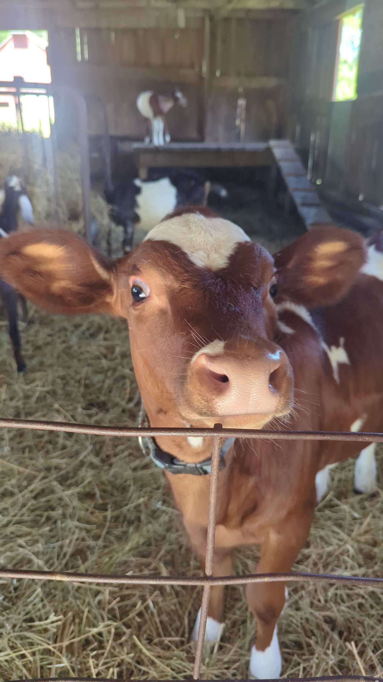 Yurt Glamping Tents + Farm Animals
