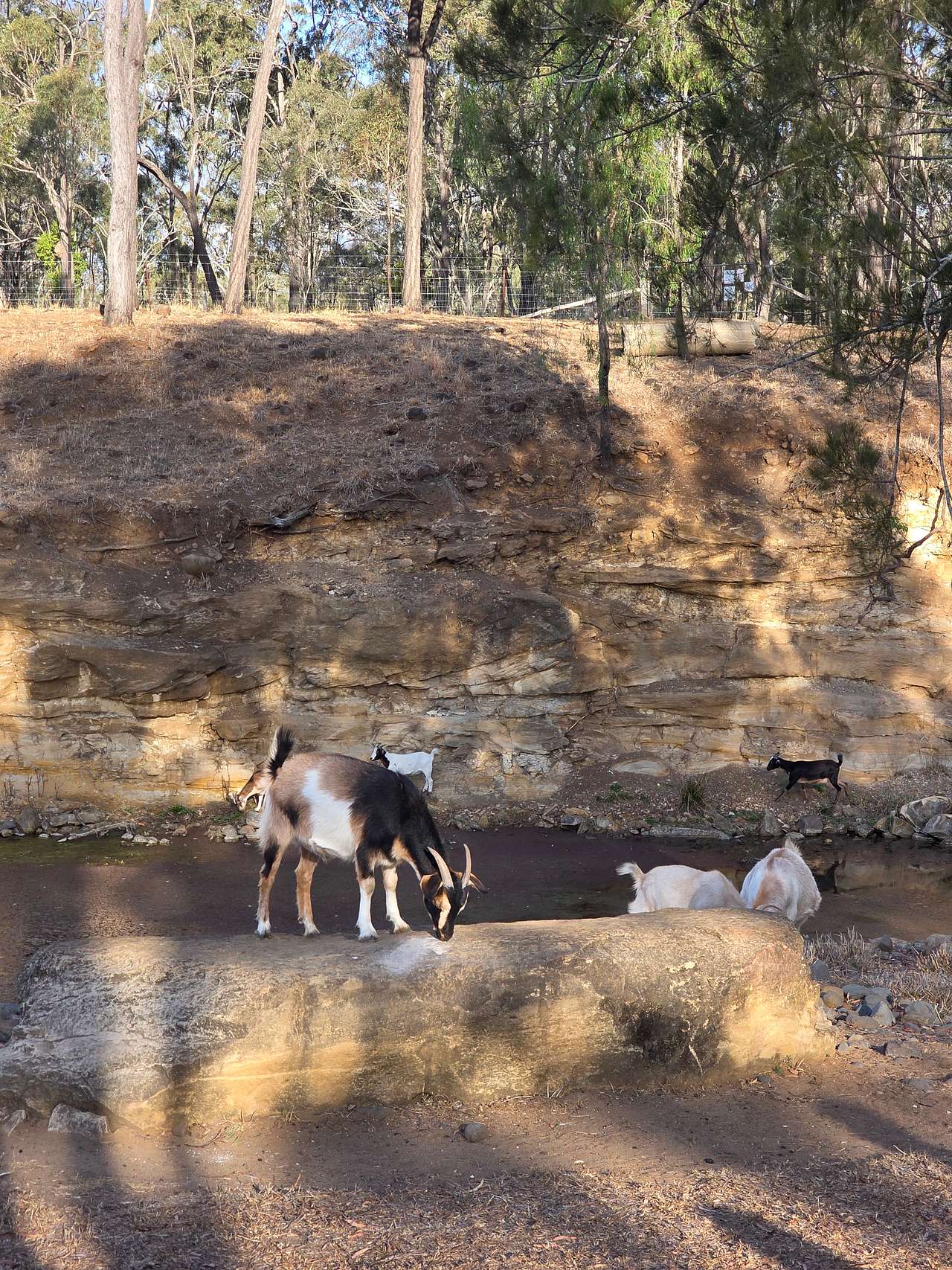 Rocky Creek Homestead