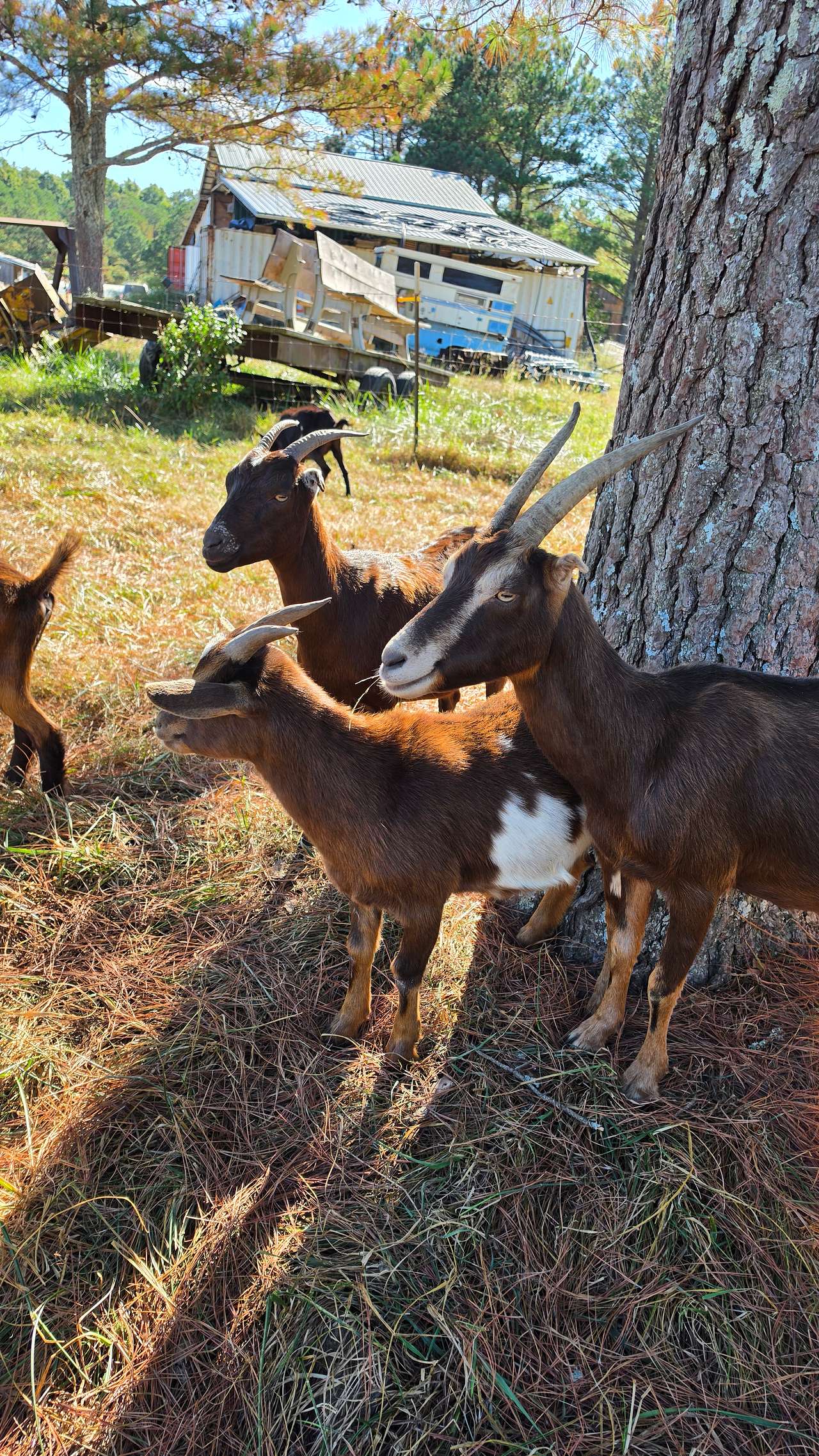 All the animlas!