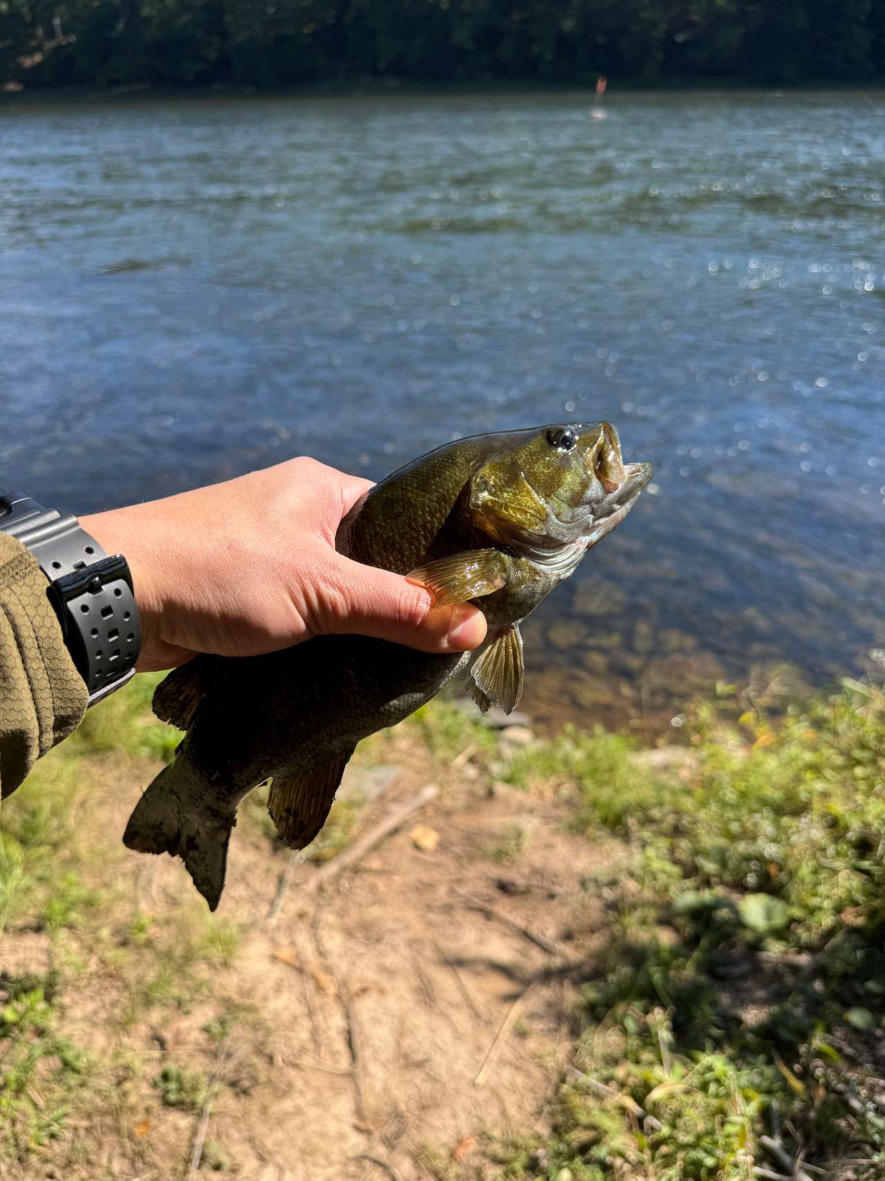 plenty of bass