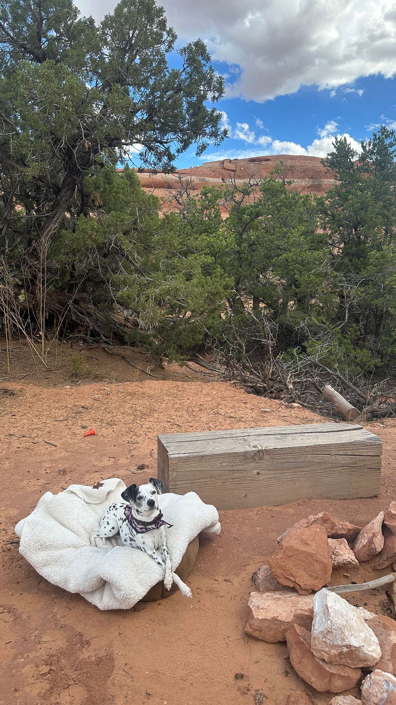 Where The Wild Things Camp