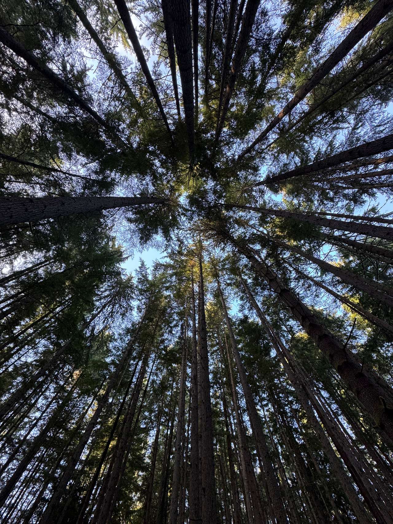 looking up