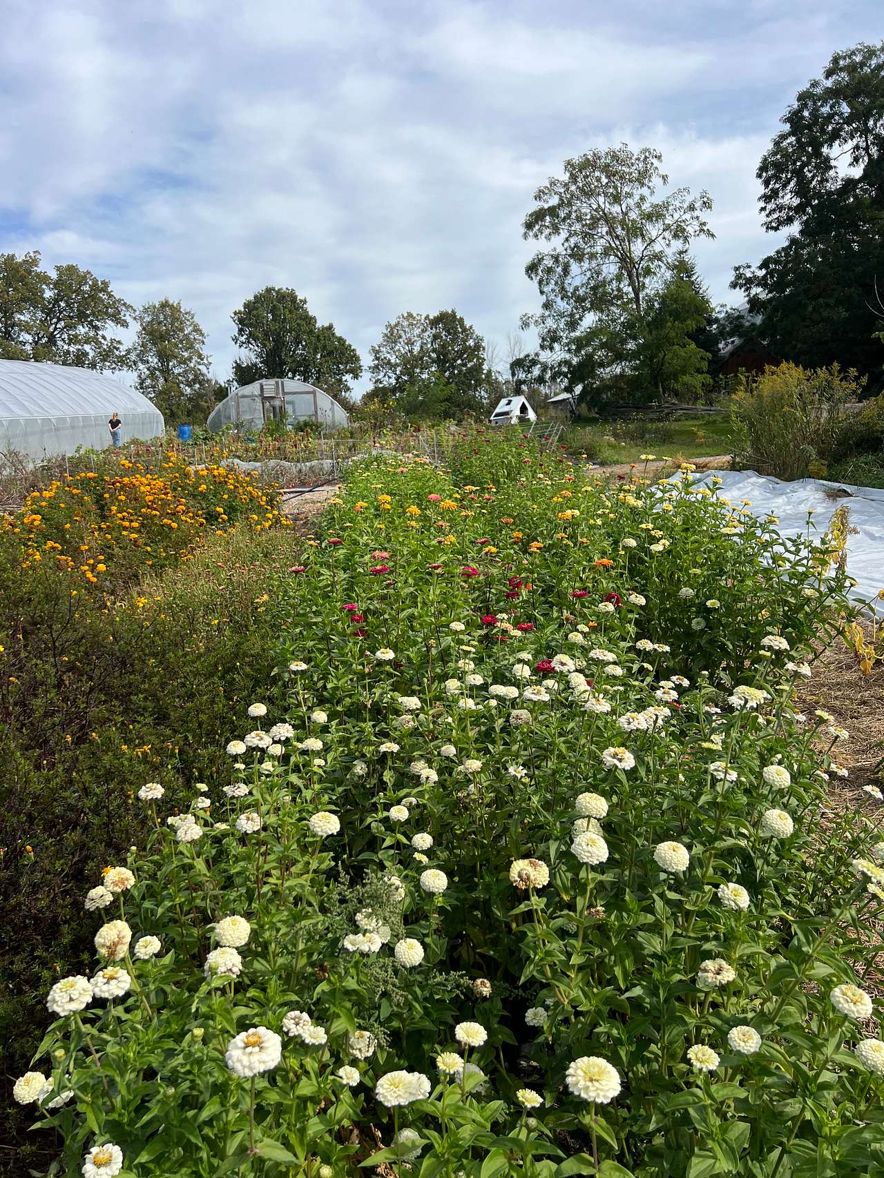 Organic Flower Farm