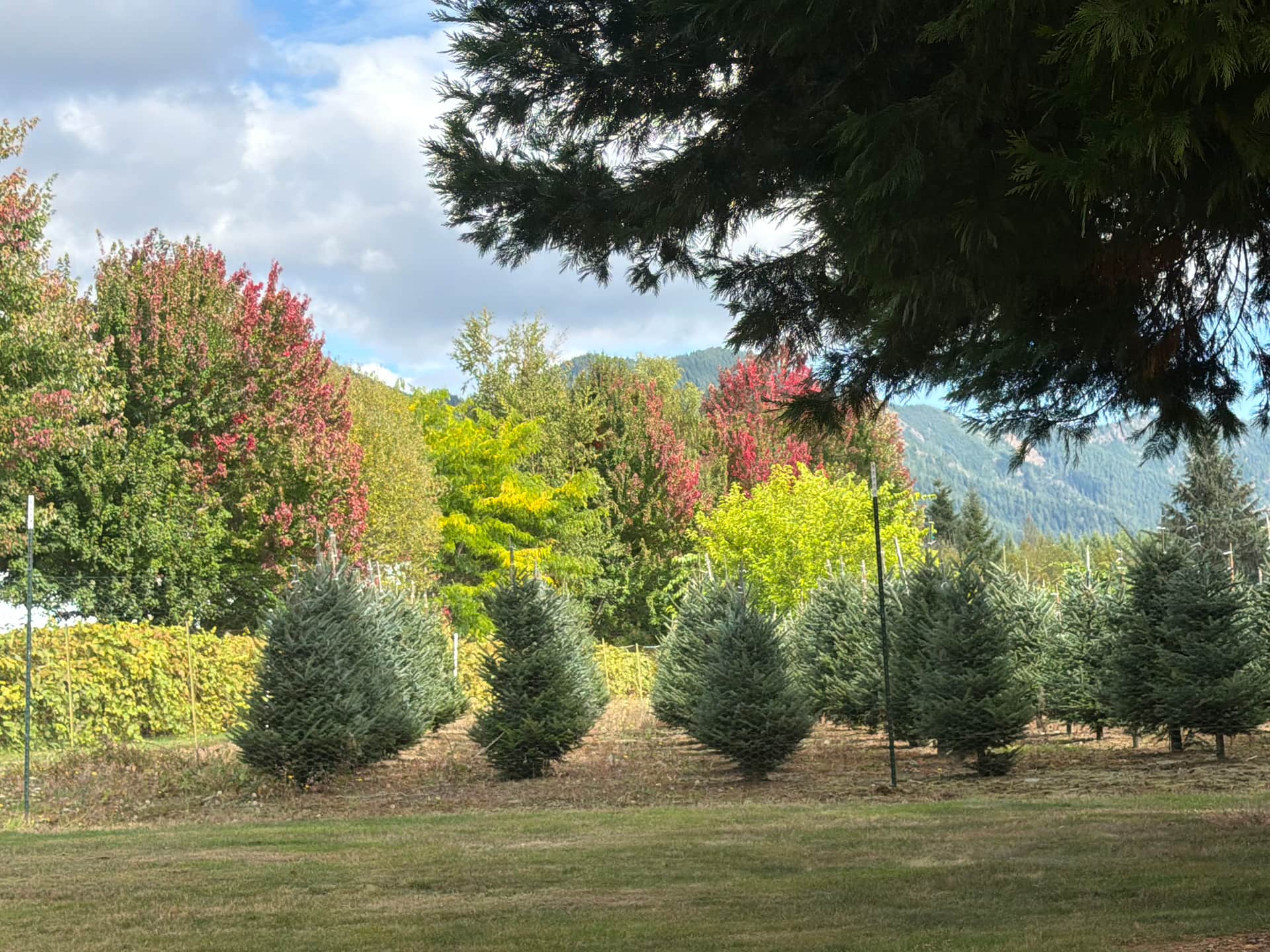 The Arboretum at Bear Canyon West