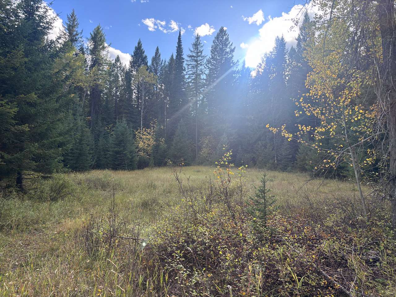 Good Creek Meadows
