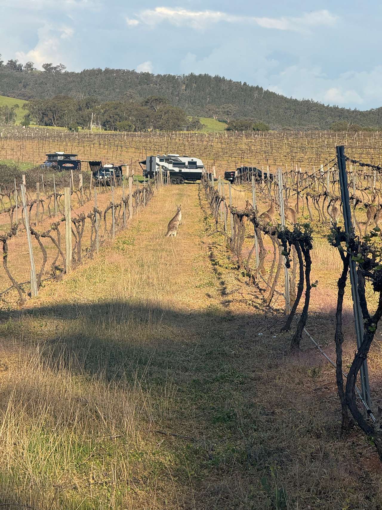 Vans in the Vines @ Lazy Oak Wines