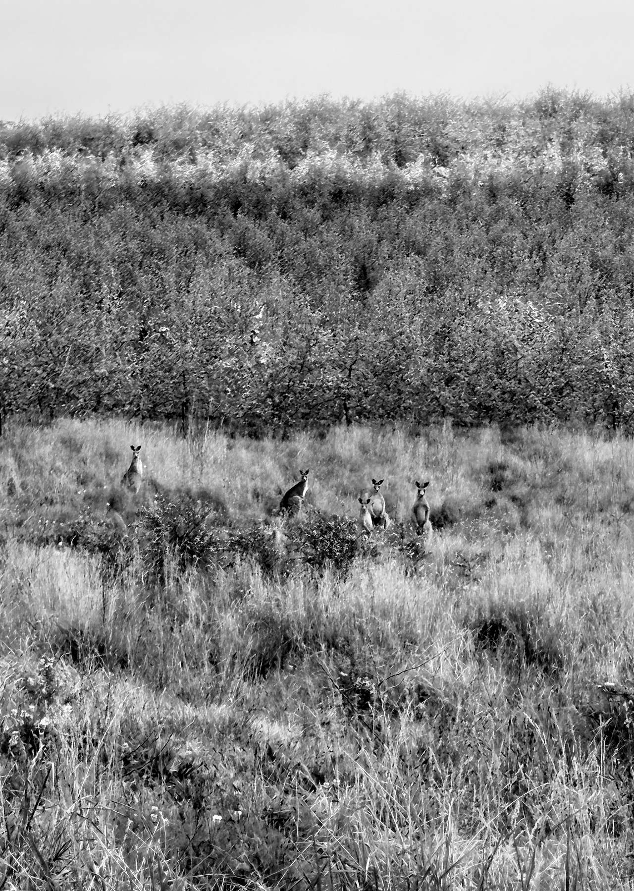 The Orchard