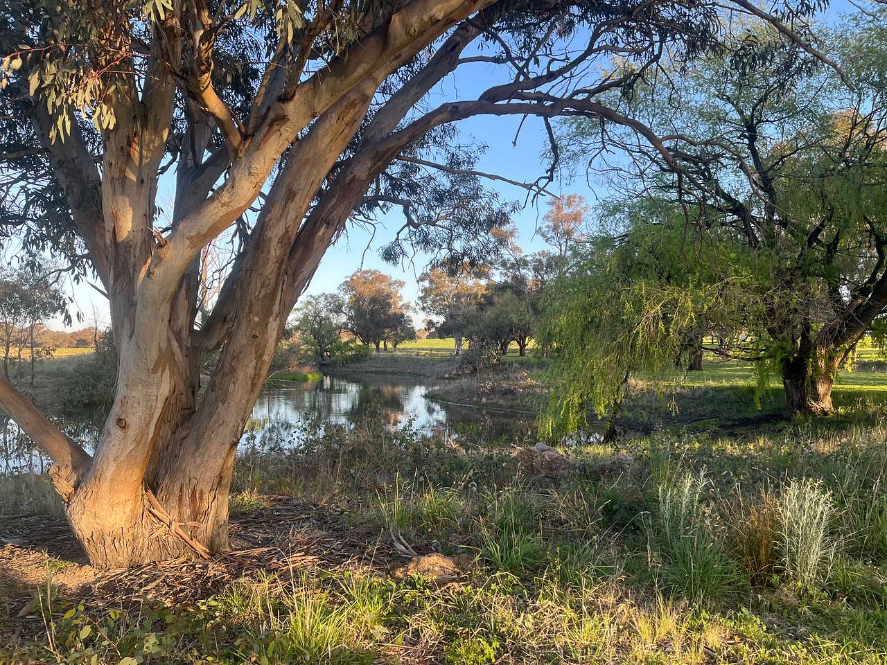 Borenore Billabong Field Days site