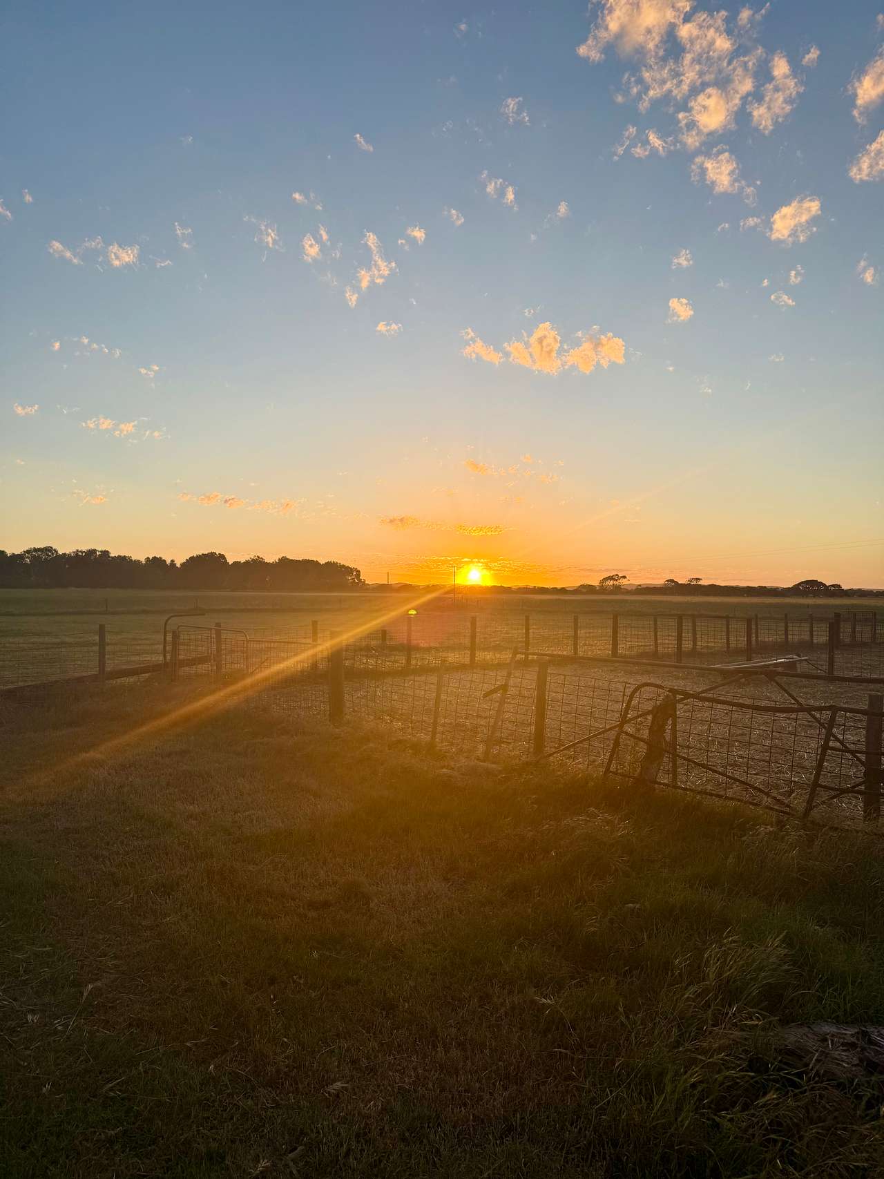 Sunset in the sheep yard. 