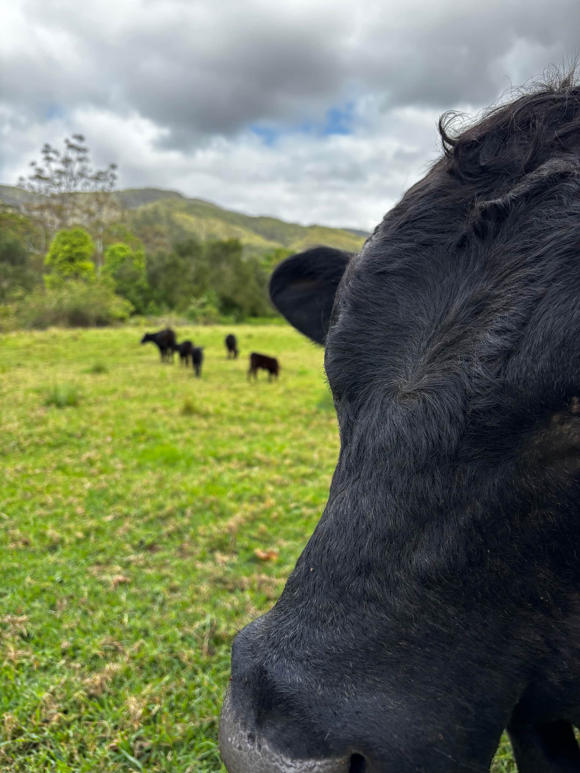Friendly cows!🐮