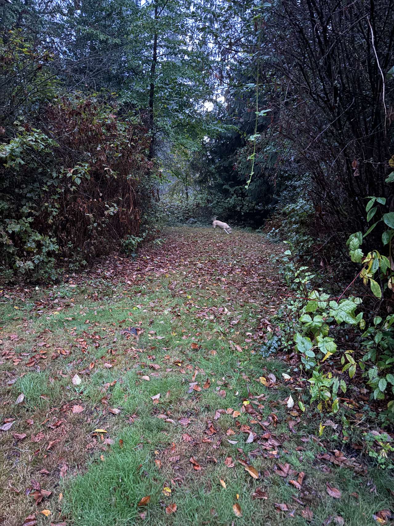 Private setting under tall trees