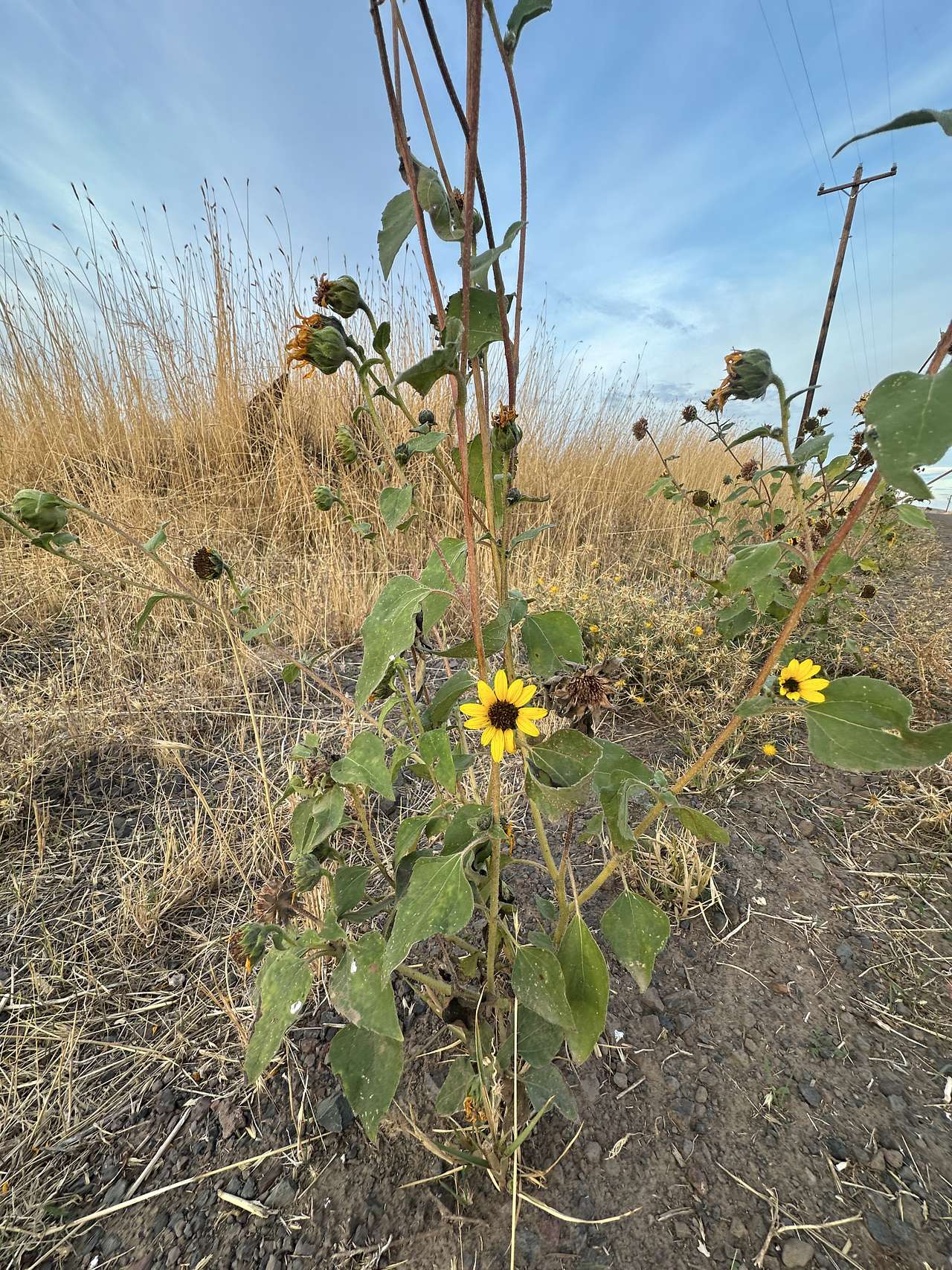 Sunflowers
