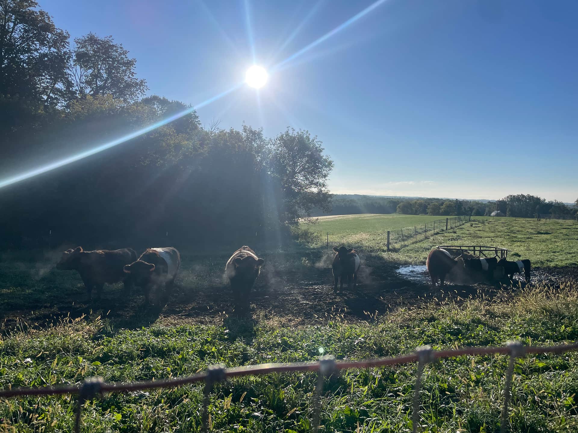 Elysian View Farms