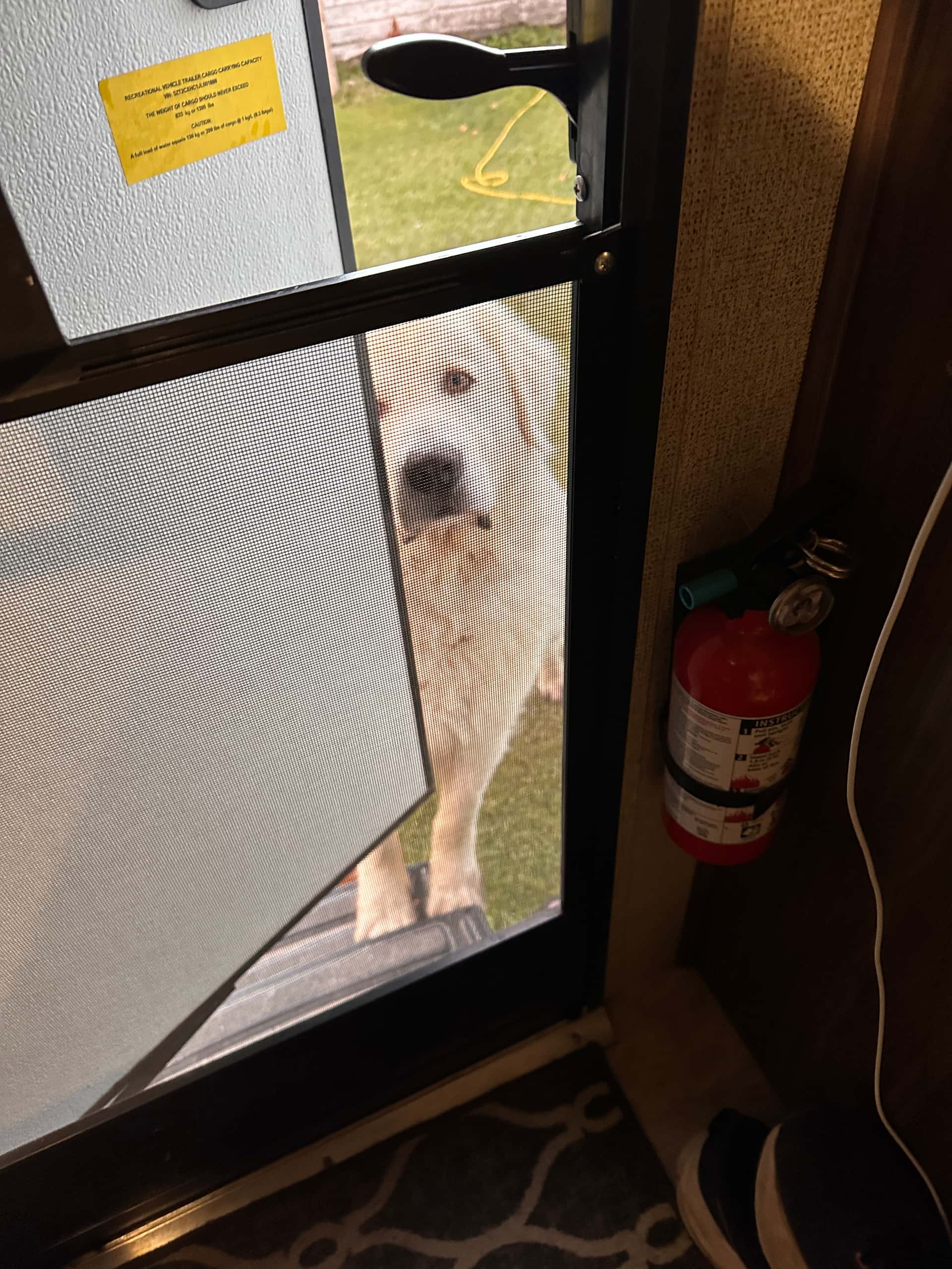 Friendly, hard-working dog after a long busy night shift, and fresh farm eggs.