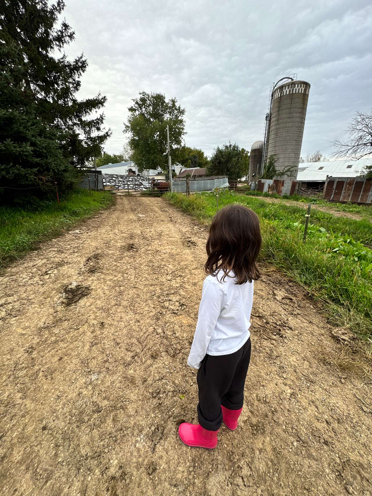 Watching the cows come in from the milking barn.