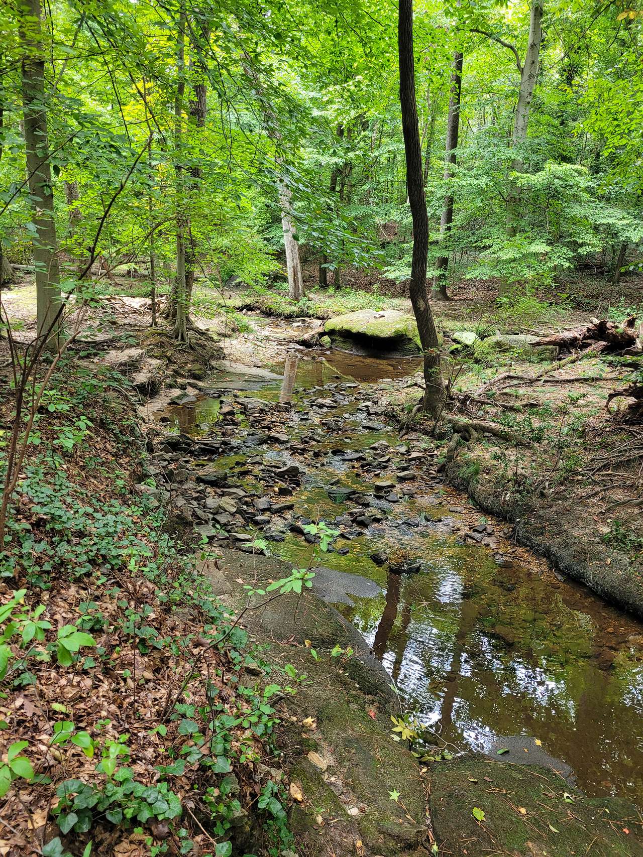 City Camp on Reedy Creek