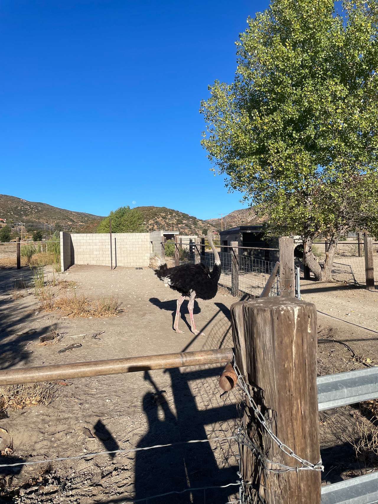 Camping @ Quail Run Ostrich Ranch