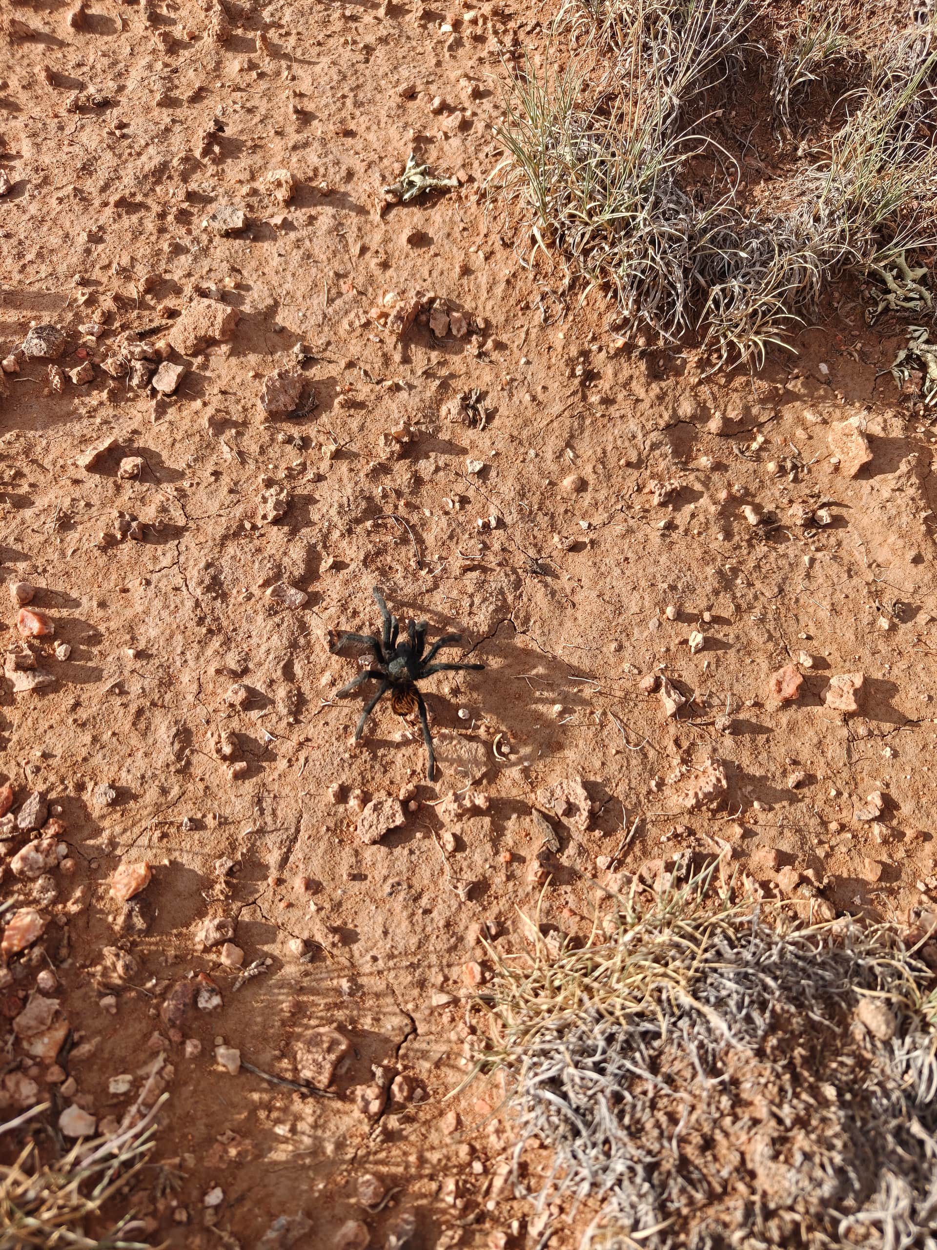 It was breeding season, and they are harmless