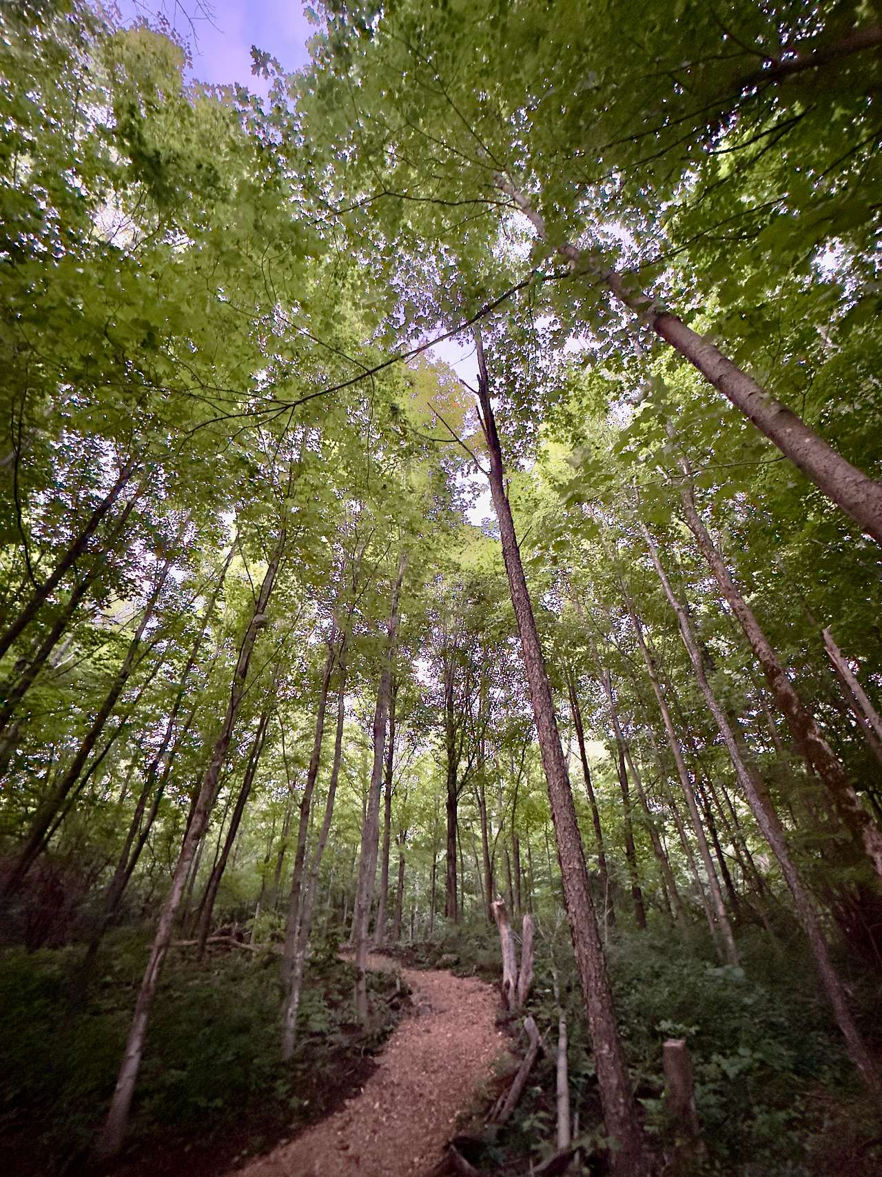The Path leading from the campsite to your own little lookout at the river. 