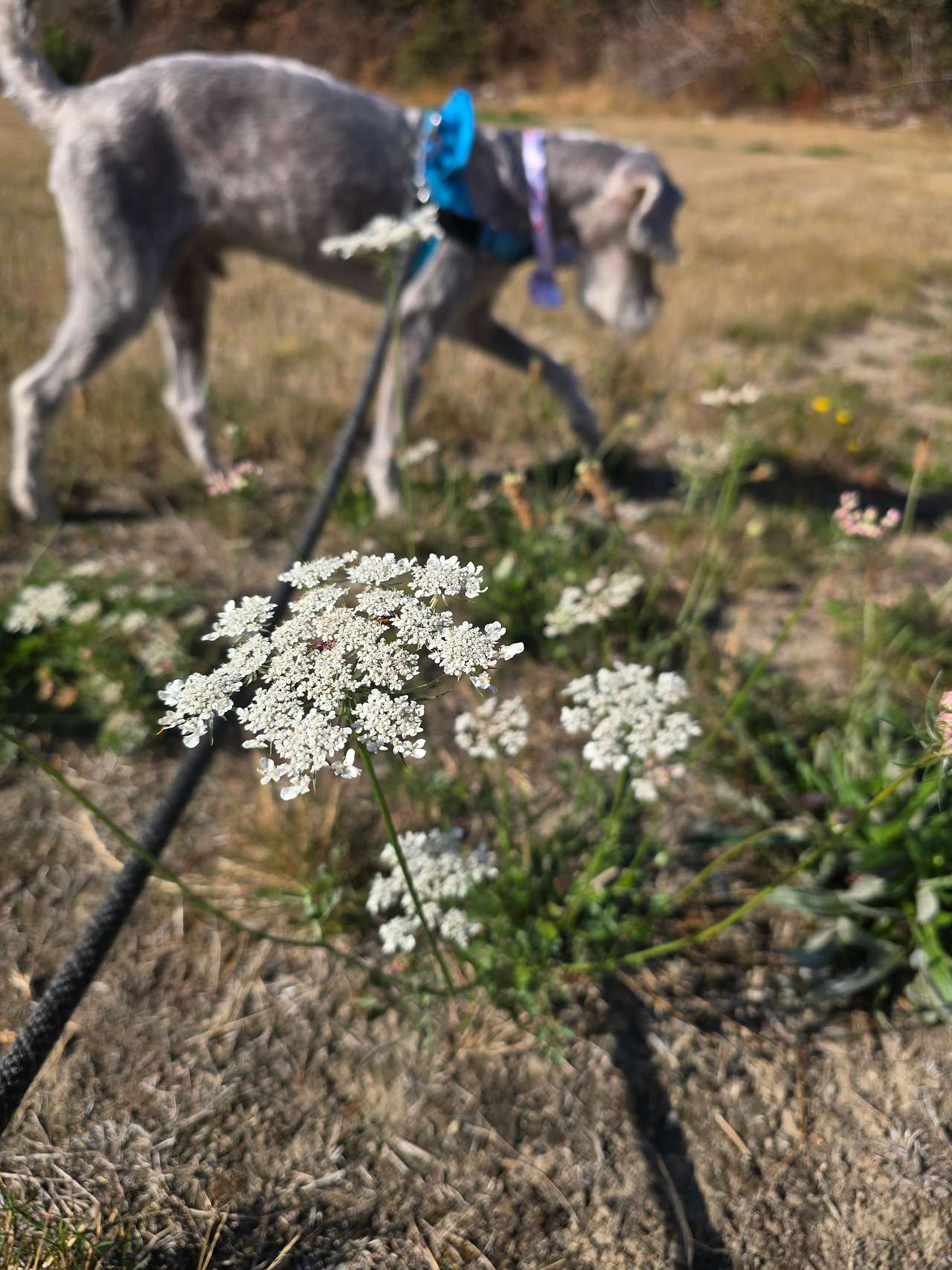 Our Charlie enjoyed the field