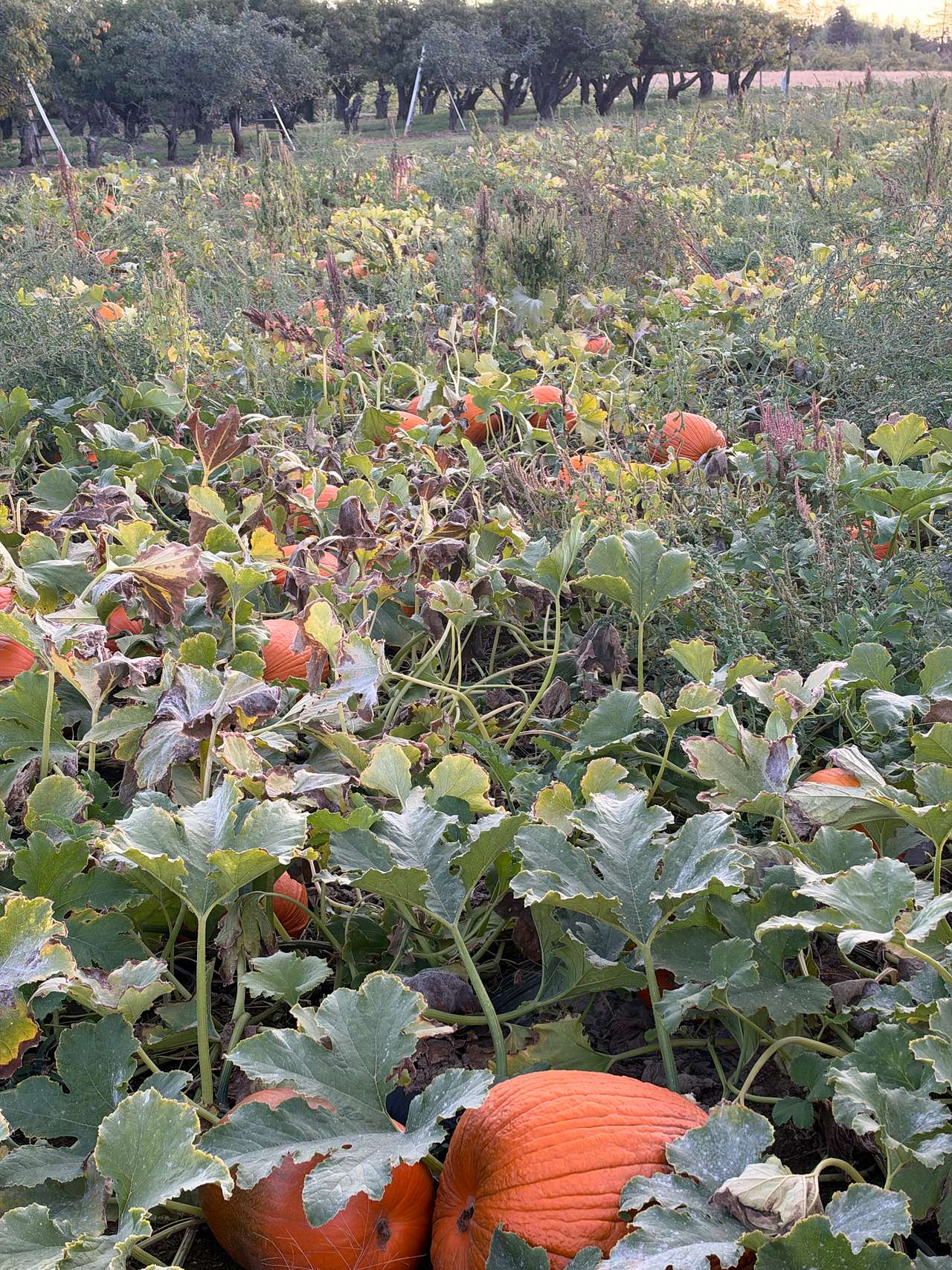 Hidden Acres Orchards