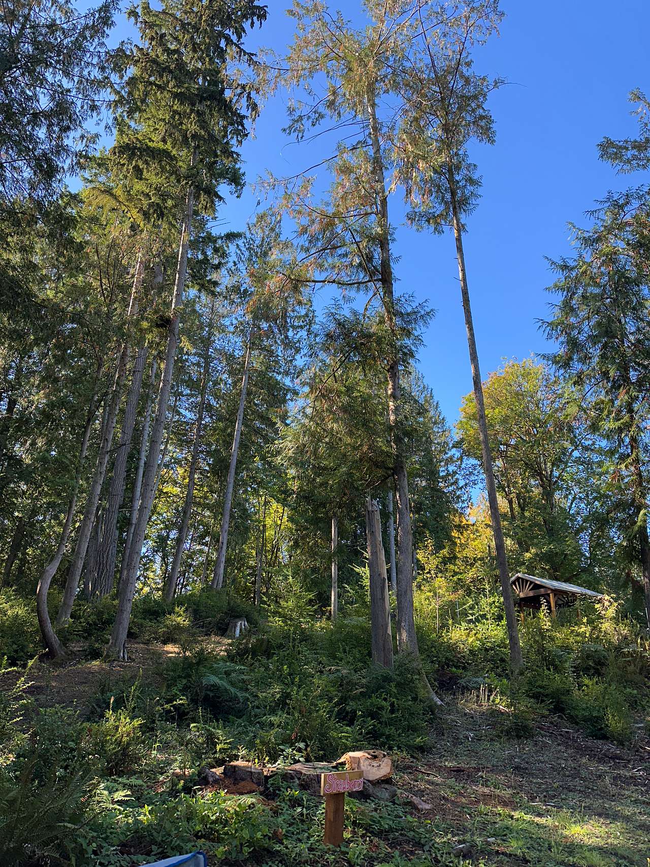 Strawberry camp looking toward the covered picnic table (middle left)