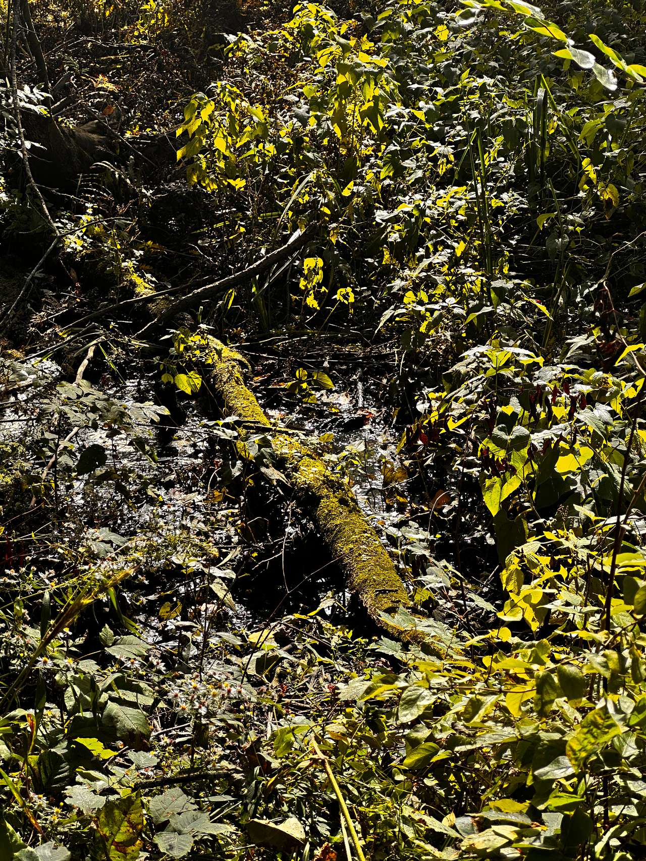 Nearby walk, Swallow Hallow trail