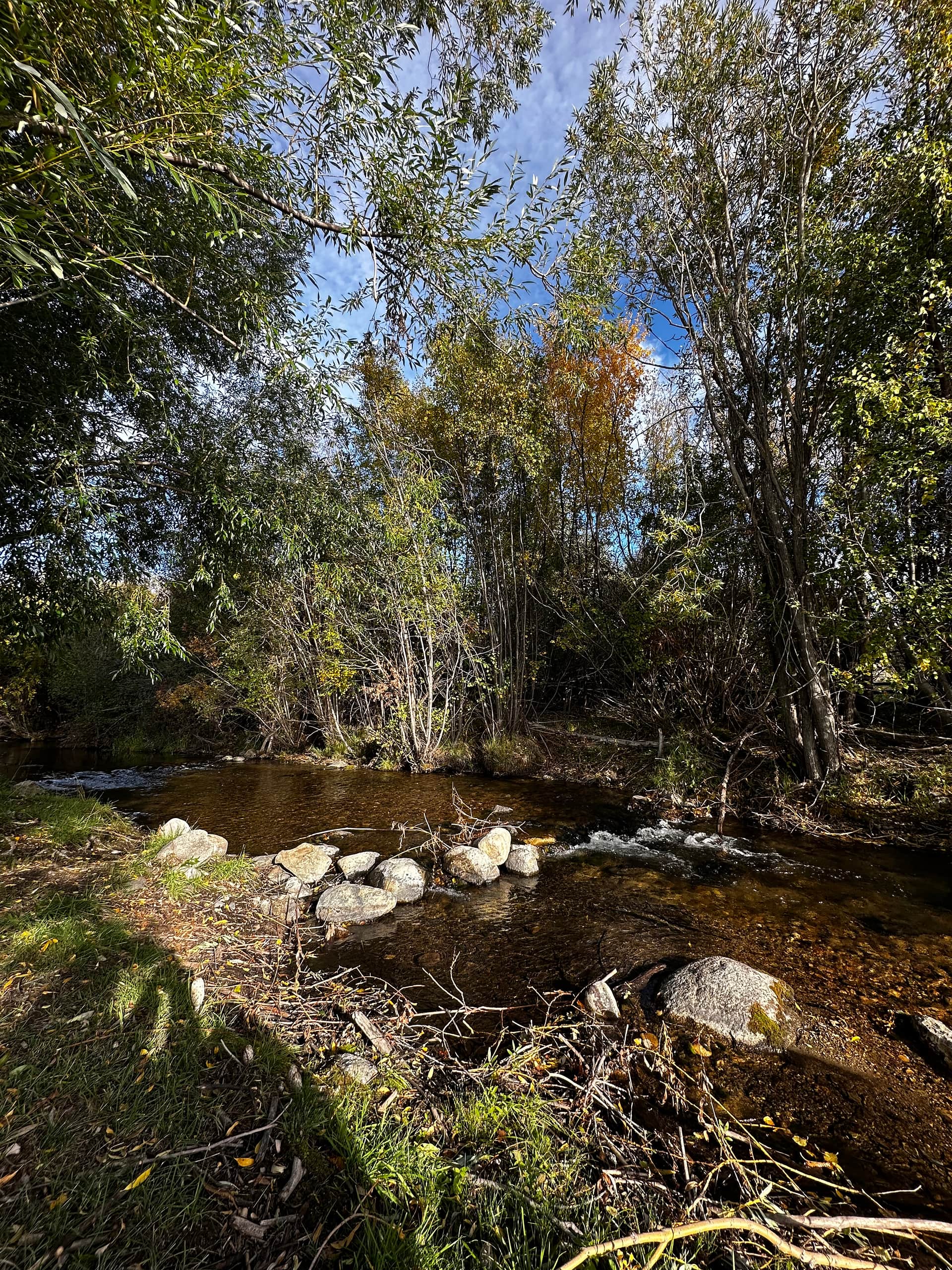 Lost Pines site #1