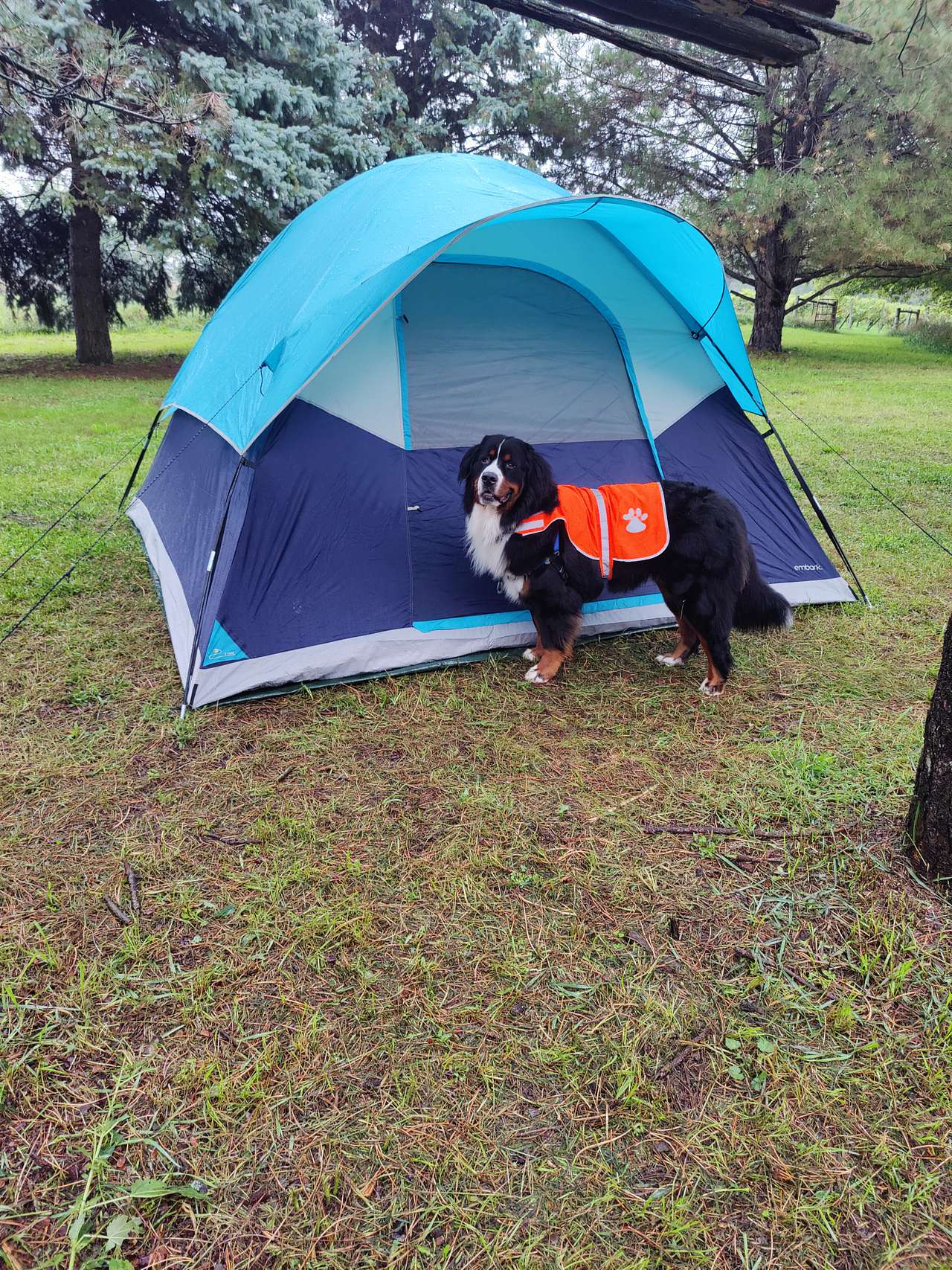 Pet friendly