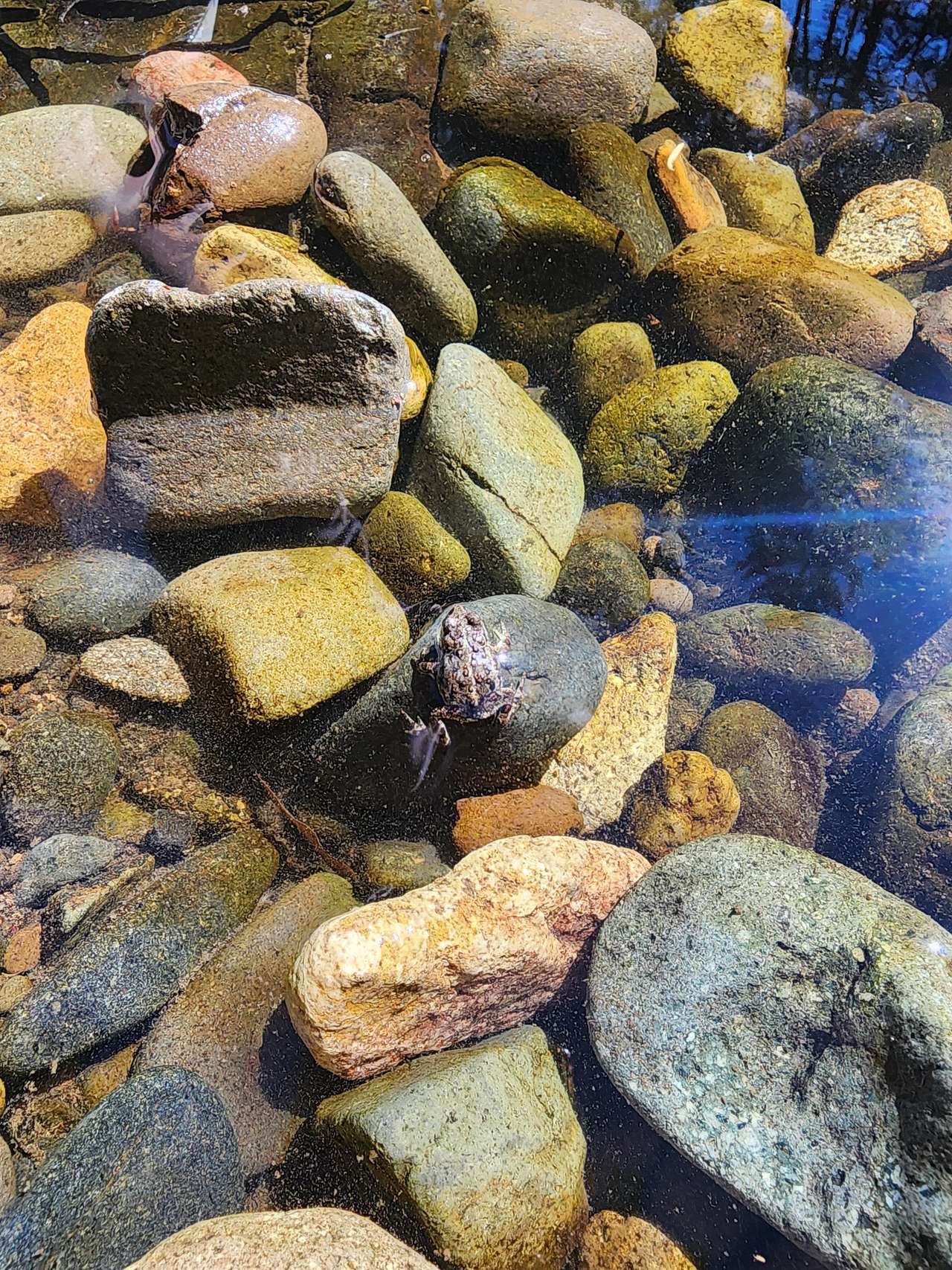 Tiny toad on rock in the river.
