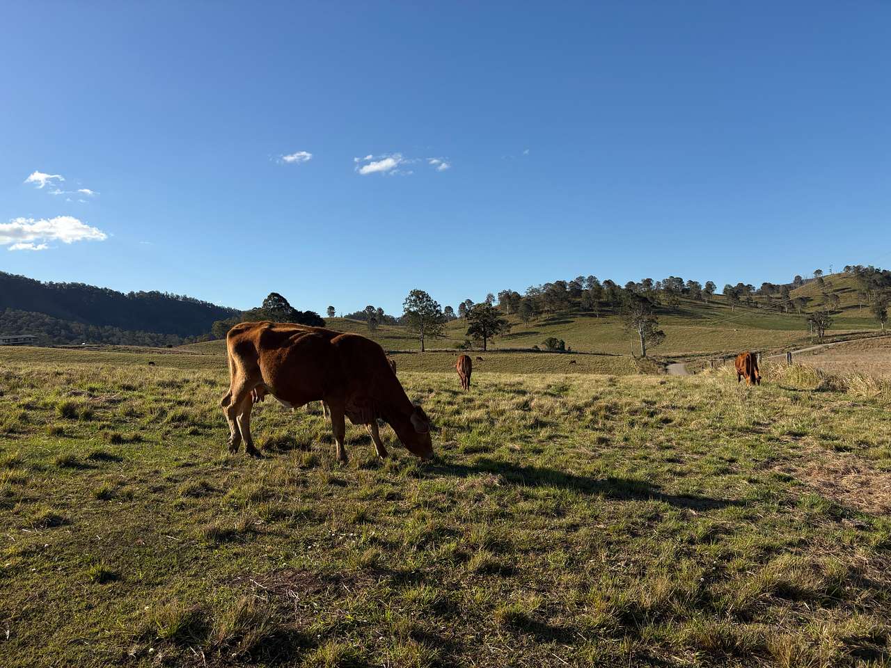 100 Acre Estate