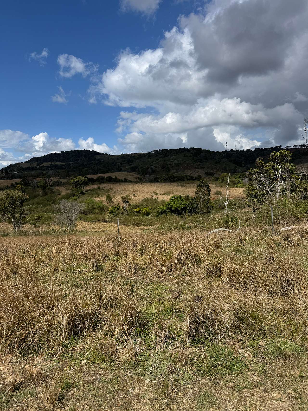 Diamond Ridge Grazing